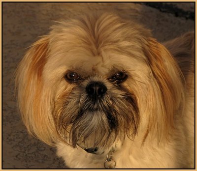 gatsby portrait one.jpg