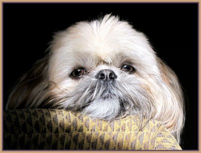 gatsby_in_moms_yard_-_210