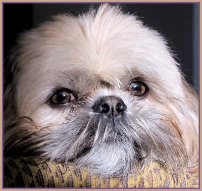 gatsby portrait 4.jpg