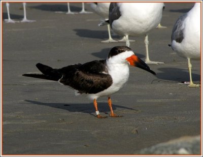 black_skimmers_-_210
