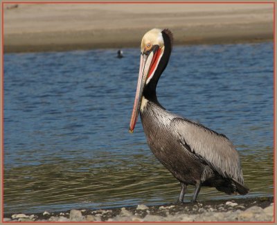 brown_pelicans__0210