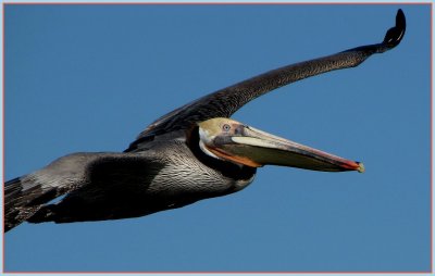 brown_pelicans__0210
