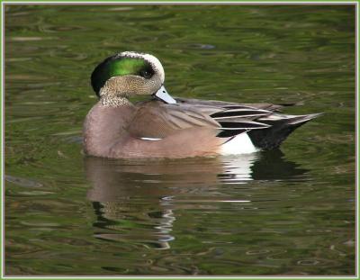 american wigeon 4.jpg