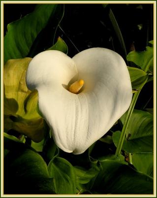 g3/22/296022/3/54462372.callalily.jpg