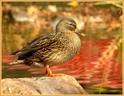 54198749.mallardfemale.jpg