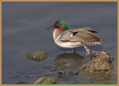 g3/22/296022/3/55996366.greenwingedtealstretch.jpg