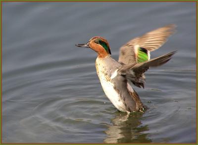 g3/22/296022/3/55996368.greenwingedtealwings2.jpg
