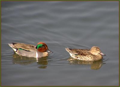 g3/22/296022/3/55996671.greenwingedtealpair.jpg
