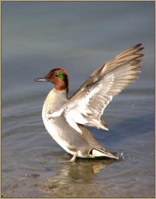 g3/22/296022/3/55997862.greenwingedtealwings.jpg