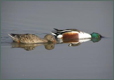 northern_shovelers_-_feb_06