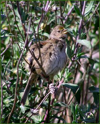 goldencrowned_sparrows__march_06