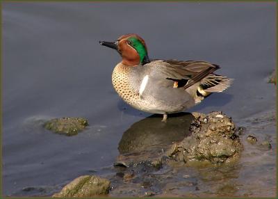 g3/22/296022/3/57002667.greenwingedteal.jpg
