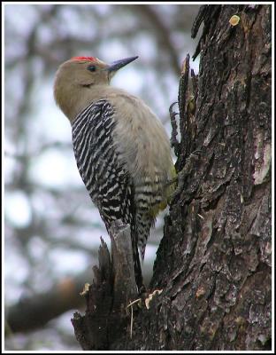 gila woodpecker.jpg