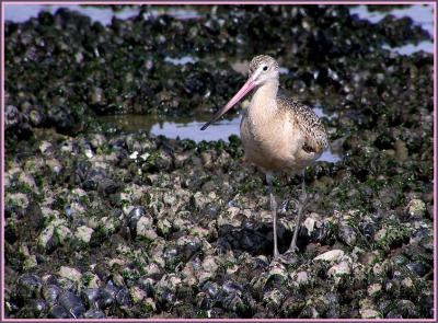 marbled godwit.jpg