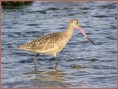 marbled godwit 2.jpg