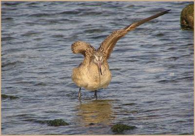 marbled godwit wing drying.jpg