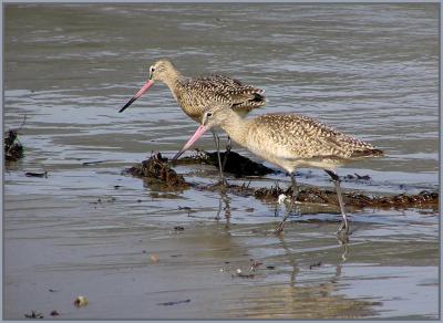 marbled godwits beachcombing.jpg