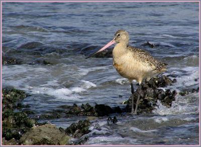 marbled godwit 5.jpg