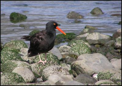 black_oystercatchers_-_march_06