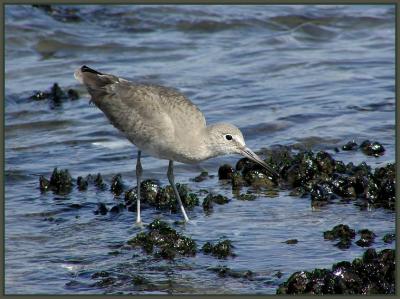 willet.jpg