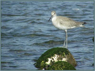 willet 2.jpg