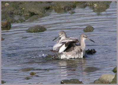 willet bath.jpg