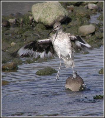 willet wing drying.jpg