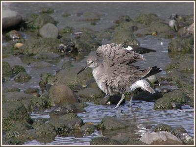 willet wing fluffing.jpg