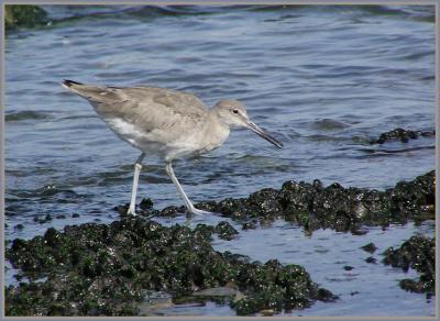 willet 3.jpg