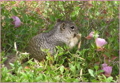 arizona_ground_squirrel