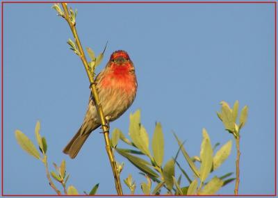 finches__april_06