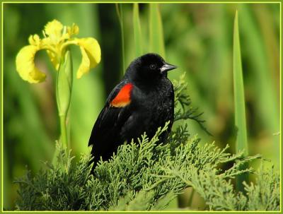 red-winged_blackbirds_-_406