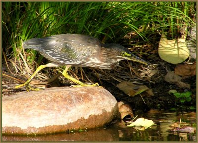 green heron 7.jpg