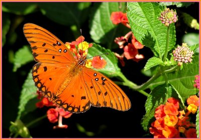 gulf fritillary 2.jpg