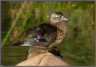 wood duck female 2.jpg