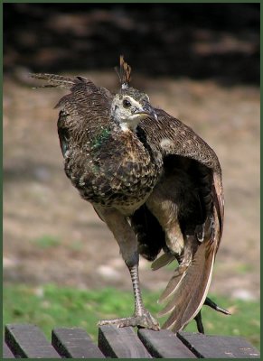juvy peafowl.jpg