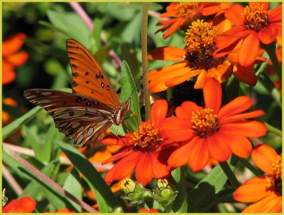 gulf frit.jpg