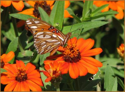 gulf frit 2.jpg