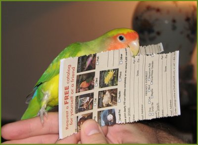 mojo shredding paper.jpg