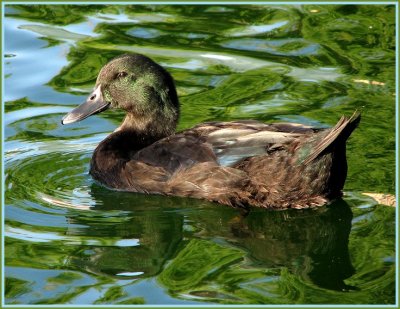 mallard.jpg