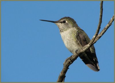 gnatcatching_annas_hummer