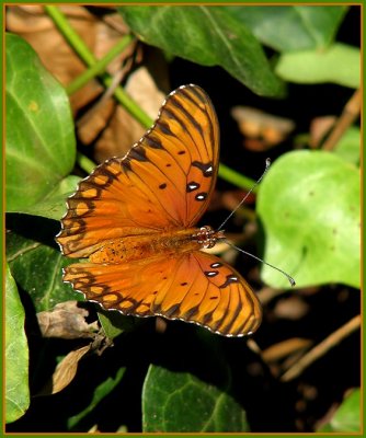 butterflies_-_arboretum_-_1007