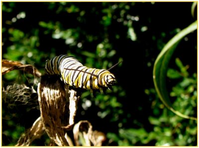 monarch caterpillar.jpg