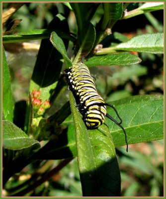 monarch caterpillar 2.jpg