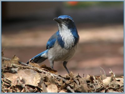 misc_birds_-_1107