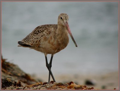 marbled godwit 2.jpg