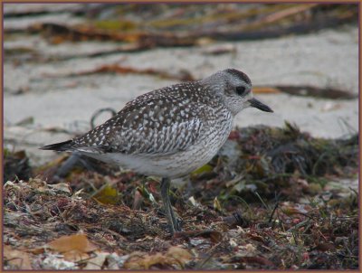 shorebirds__1107