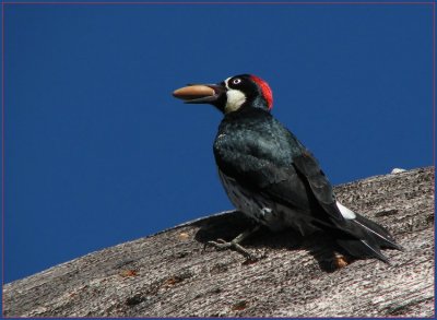 acorn_woodpecker_-_1207