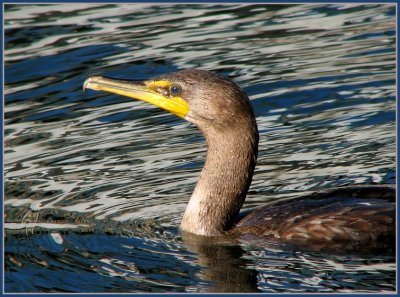 dc cormorant wlv.jpg