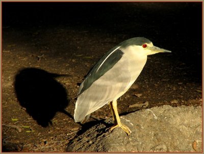 black_crowned_night_heron_-1207